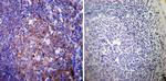 ATP1A3 Antibody in Immunohistochemistry (Paraffin) (IHC (P))