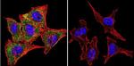 Calmodulin Antibody in Immunocytochemistry (ICC/IF)