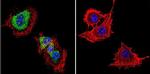 CACNA2D1 Antibody in Immunocytochemistry (ICC/IF)