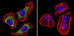 CACNA2D1 Antibody in Immunocytochemistry (ICC/IF)