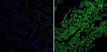 Phospholamban Antibody in Immunohistochemistry (Paraffin) (IHC (P))