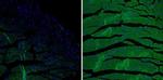 Phospholamban Antibody in Immunohistochemistry (Paraffin) (IHC (P))