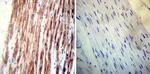 Phospholamban Antibody in Immunohistochemistry (Paraffin) (IHC (P))