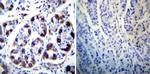 ATP4B Antibody in Immunohistochemistry (Paraffin) (IHC (P))