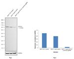 ATP1A1 Antibody in Western Blot (WB)