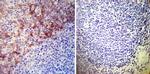 ATP1A1 Antibody in Immunohistochemistry (Paraffin) (IHC (P))