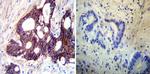 ATP1B1 Antibody in Immunohistochemistry (Paraffin) (IHC (P))