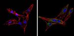 Synaptojanin 1 Antibody in Immunocytochemistry (ICC/IF)