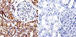 Mu-Calpain Antibody in Immunohistochemistry (Paraffin) (IHC (P))