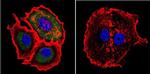 Calpain 2 Antibody in Immunocytochemistry (ICC/IF)