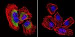 Calpain 2 Antibody in Immunocytochemistry (ICC/IF)