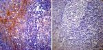 Calpastatin Antibody in Immunohistochemistry (Paraffin) (IHC (P))