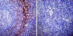 Calpastatin Antibody in Immunohistochemistry (Paraffin) (IHC (P))