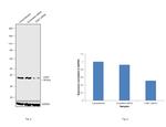 CDK7 Antibody in Western Blot (WB)