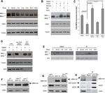 VDAC Antibody in Western Blot (WB)