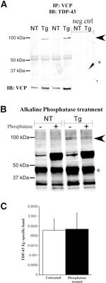 VCP Antibody in Immunoprecipitation (IP)