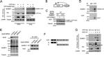 VCP Antibody in Western Blot, Immunoprecipitation (WB, IP)