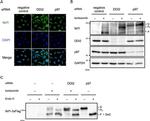 VCP Antibody in Western Blot (WB)