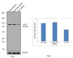 VCP Antibody in Western Blot (WB)