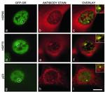 p23 Antibody in Immunocytochemistry (ICC/IF)