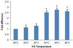 HSP70 Antibody in ELISA (ELISA)