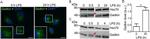 HSP70 Antibody in Western Blot (WB)