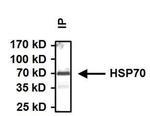 HSP70 Antibody in Immunoprecipitation (IP)