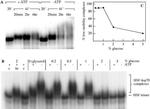 HSP70 Antibody in Gel Shift (GS)