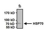 HSP70 Antibody in Immunoprecipitation (IP)