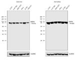 HSP90 alpha Antibody