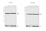 HSP60 Antibody