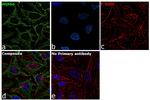 HSP60 Antibody in Immunocytochemistry (ICC/IF)