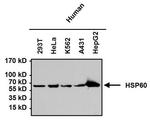 HSP60 Antibody in Western Blot (WB)