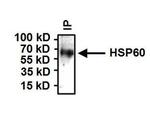 HSP60 Antibody in Immunoprecipitation (IP)