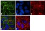 HSC70 Antibody in Immunocytochemistry (ICC/IF)