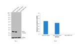 HSP27 Antibody