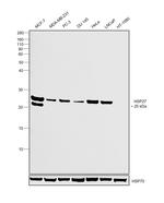 HSP27 Antibody in Western Blot (WB)