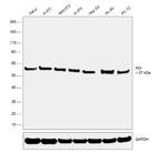 PDI Antibody in Western Blot (WB)