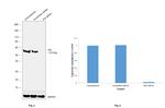 PDI Antibody in Western Blot (WB)