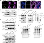 PDI Antibody in Western Blot, Immunocytochemistry (WB, ICC/IF)