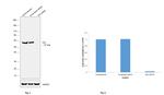 PDI Antibody in Western Blot (WB)