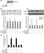 NFATC1 Antibody in Western Blot (WB)