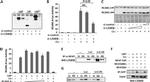 NFATC1 Antibody in Immunoprecipitation (IP)