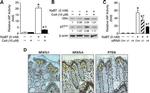 NFATC4 Antibody in Immunohistochemistry (IHC)