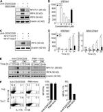 NFATC1 Antibody in Western Blot (WB)