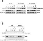 mtHSP70 Antibody in Western Blot (WB)