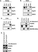 mtHSP70 Antibody in Western Blot (WB)