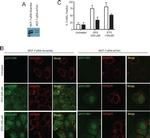 mtHSP70 Antibody in Immunocytochemistry (ICC/IF)