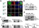 mtHSP70 Antibody in Western Blot, Immunoprecipitation (WB, IP)