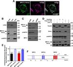 mtHSP70 Antibody in Western Blot (WB)